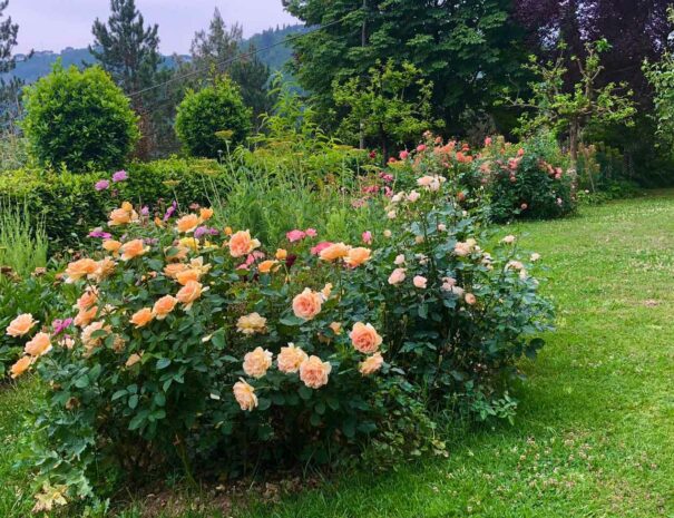 villa-dei-fiori-garden-pink-roses